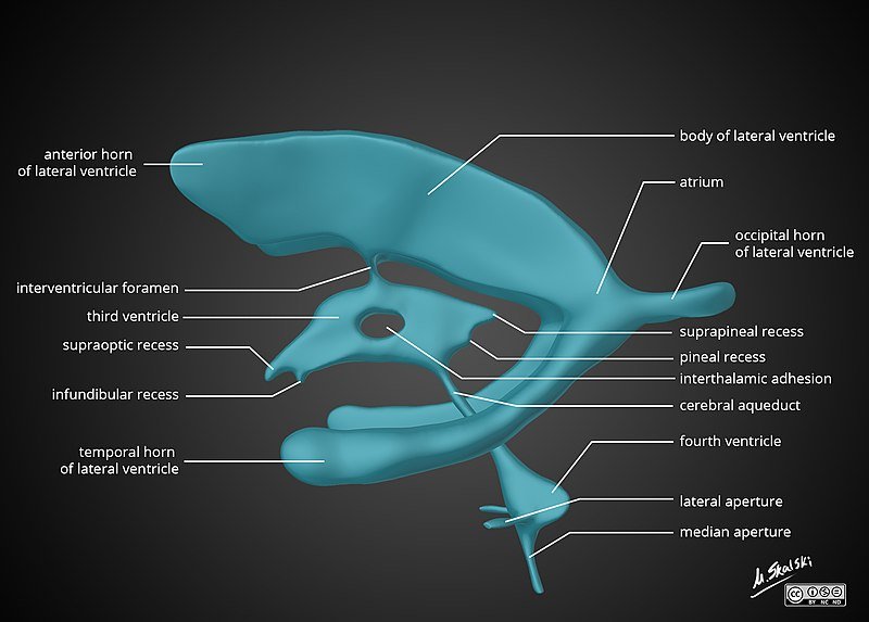 ventricular system of the brain [from StopDisablingBrains.com]