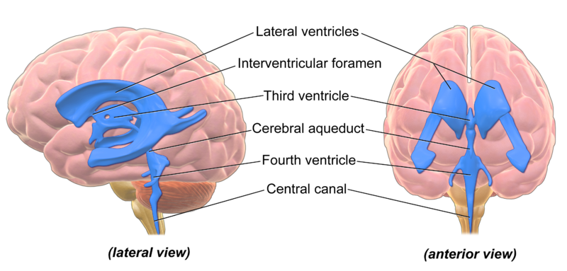 ventricular system of the brain [from StopDisablingBrains.com]