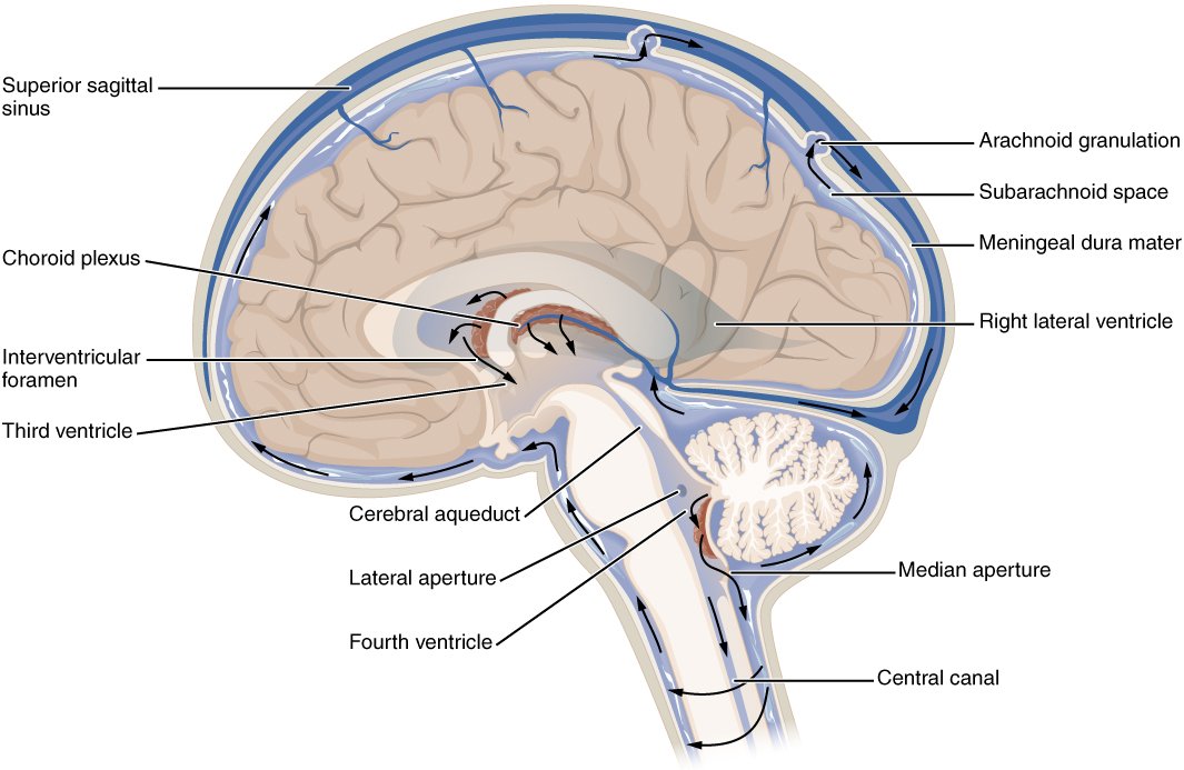 ventricular system of the brain [from StopDisablingBrains.com]